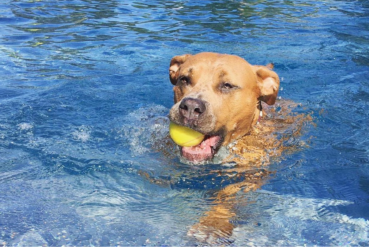Hundebadetag im See mit Hunden und Menschen am Ufer